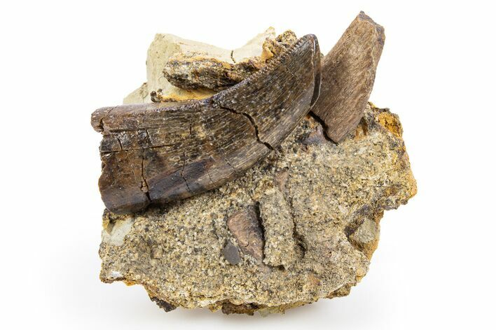 Serrated, Fossil Tyrannosaurus (T rex) Tooth in Situ - Wyoming #306662